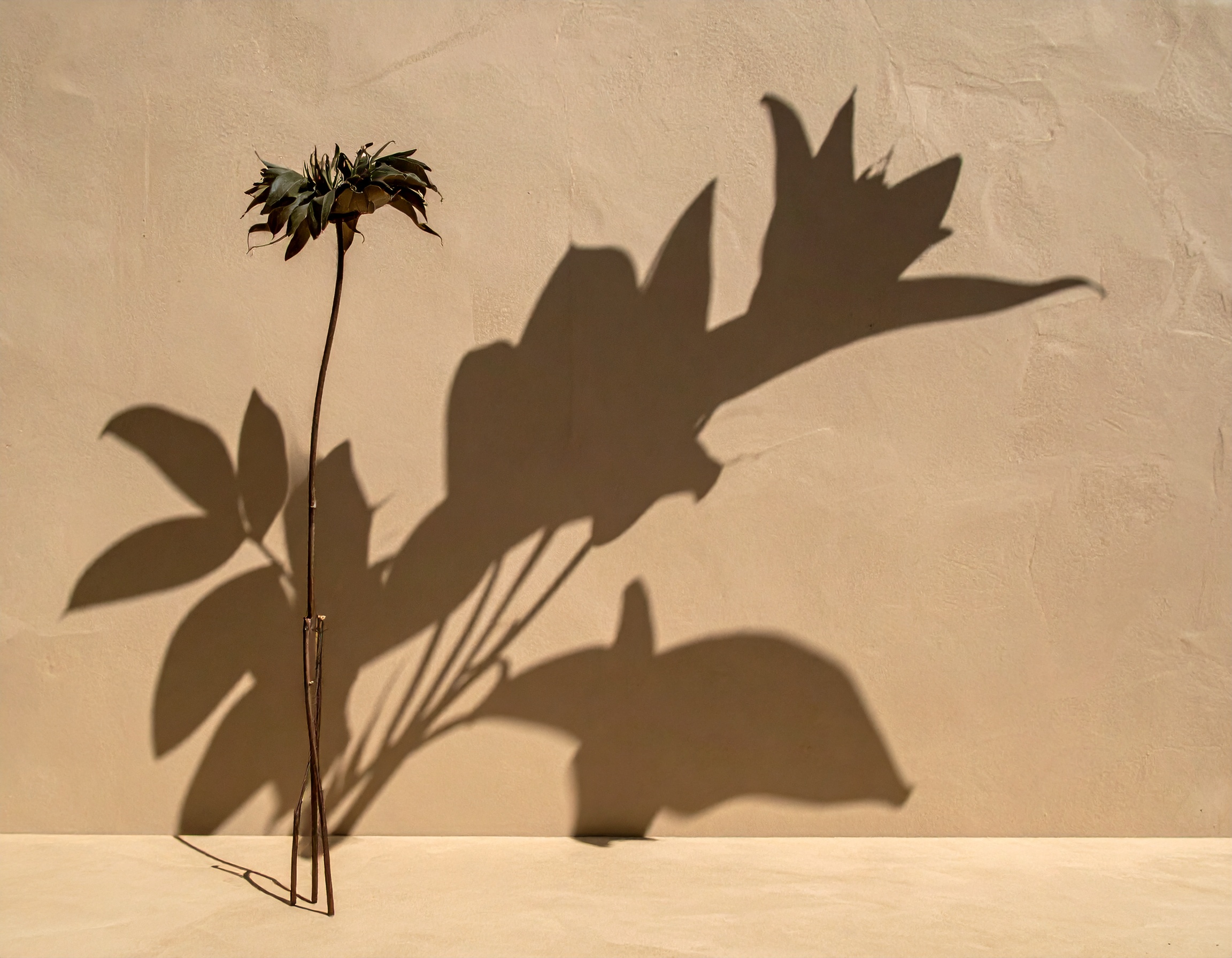 Floral event installation
